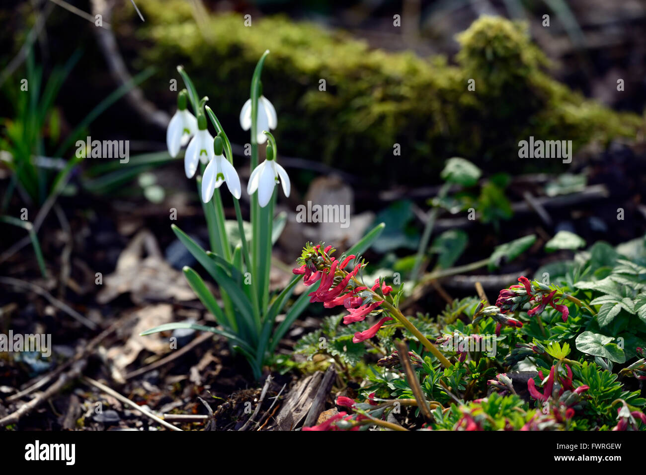 Fleurs blanches galanthus corydalis rouge George Baker snowdrop perce-neige printemps fleur fleurs floral RM Banque D'Images