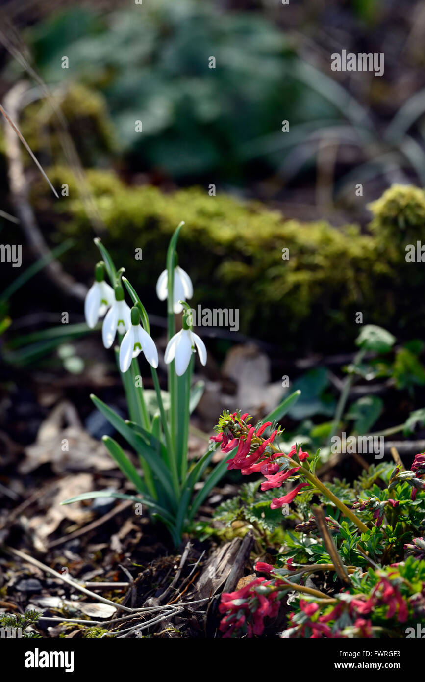 Fleurs blanches galanthus corydalis rouge George Baker snowdrop perce-neige printemps fleur fleurs floral RM Banque D'Images