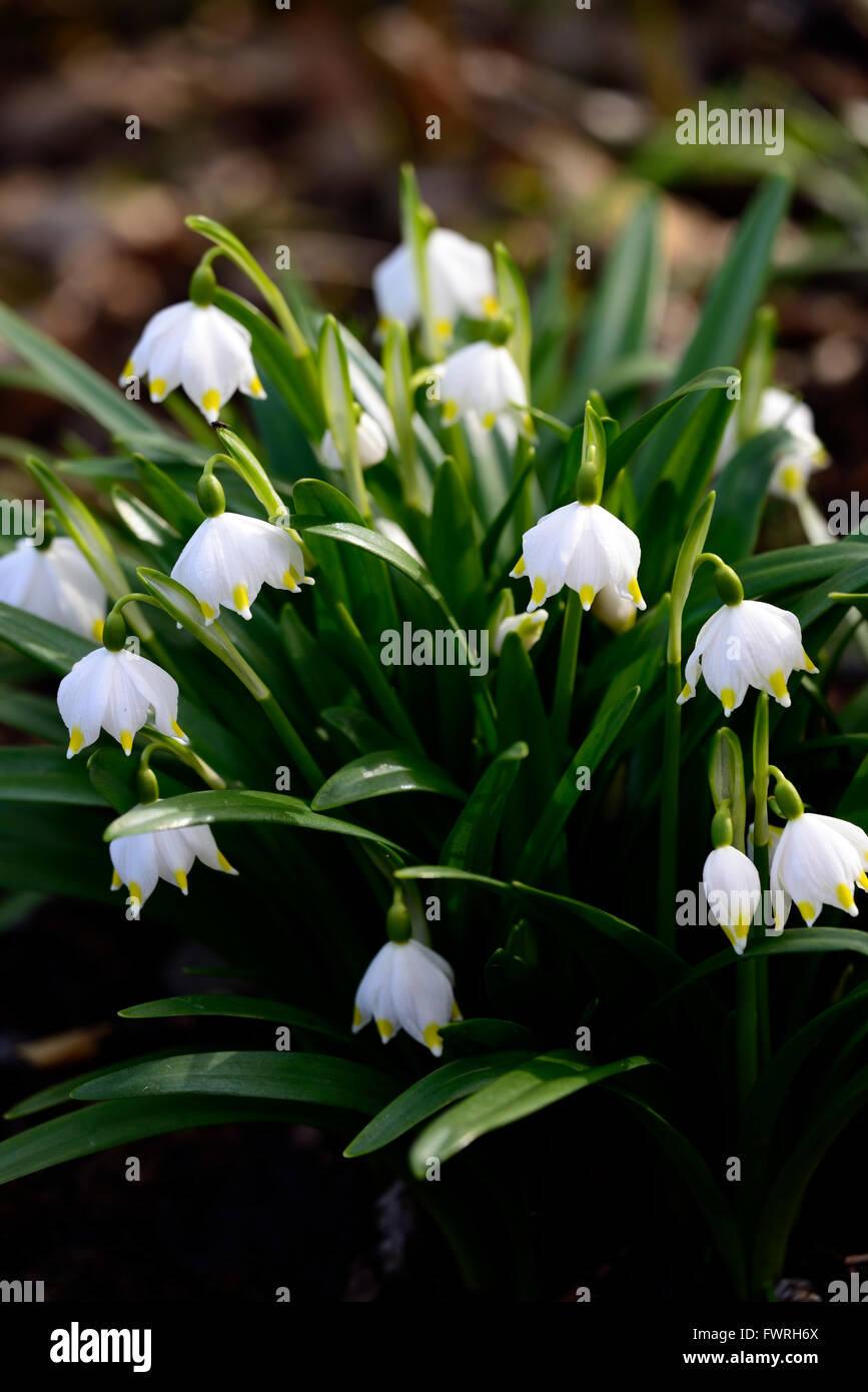 Leucojum vernum var carpathicum flocon printemps fleurs fleur bouquet fleur blanche formant la forme en forme de cloche bout jaune Banque D'Images