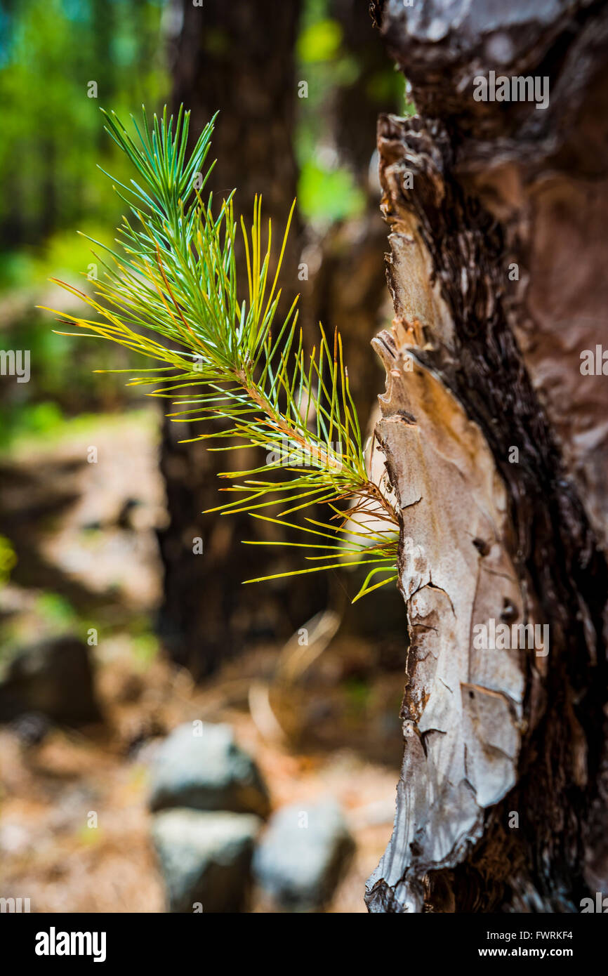 Pinus canariensis, l'île des Pins, est une espèce du genre Pinus, de la famille des Pinacées, originaire et endémique. Banque D'Images