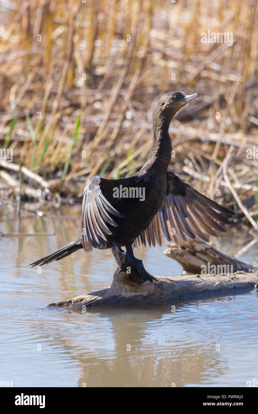Cormoran vigua (Phalacrocorax brasilianus),, Bosque del Apache National Wildlife Refuge, Nouveau Mexique, USA. Banque D'Images