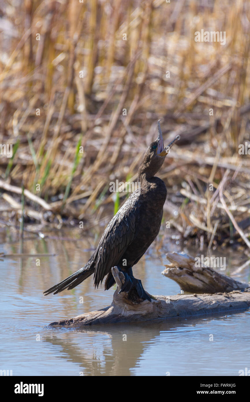 Cormoran vigua (Phalacrocorax brasilianus),, Bosque del Apache National Wildlife Refuge, Nouveau Mexique, USA. Banque D'Images