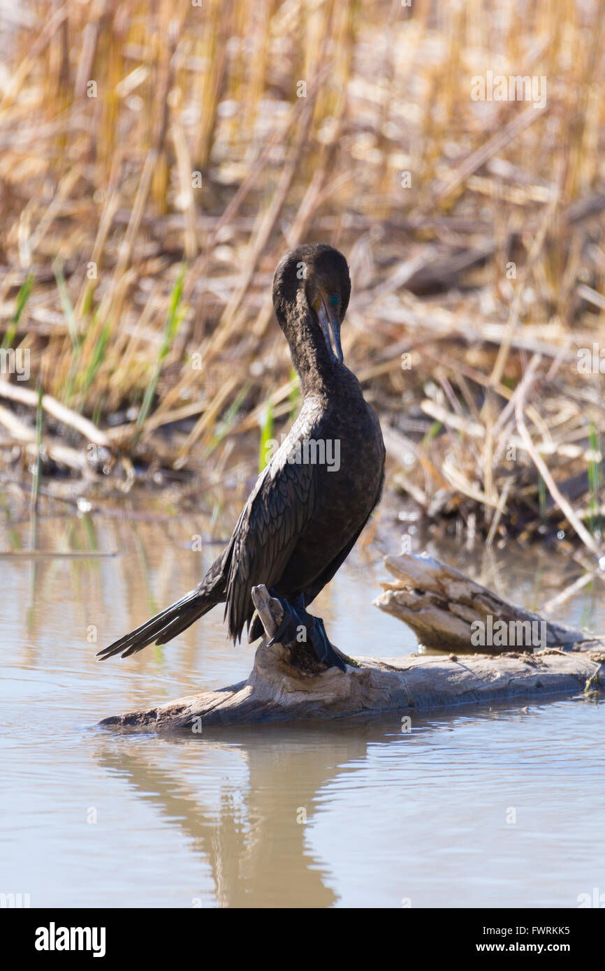 Cormoran vigua (Phalacrocorax brasilianus),, Bosque del Apache National Wildlife Refuge, Nouveau Mexique, USA. Banque D'Images