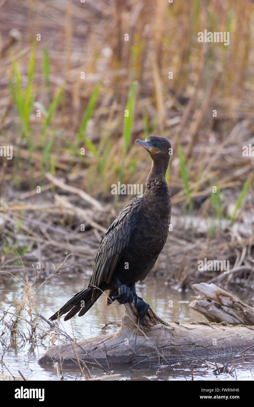 Cormoran vigua (Phalacrocorax brasilianus),, Bosque del Apache National Wildlife Refuge, Nouveau Mexique, USA. Banque D'Images