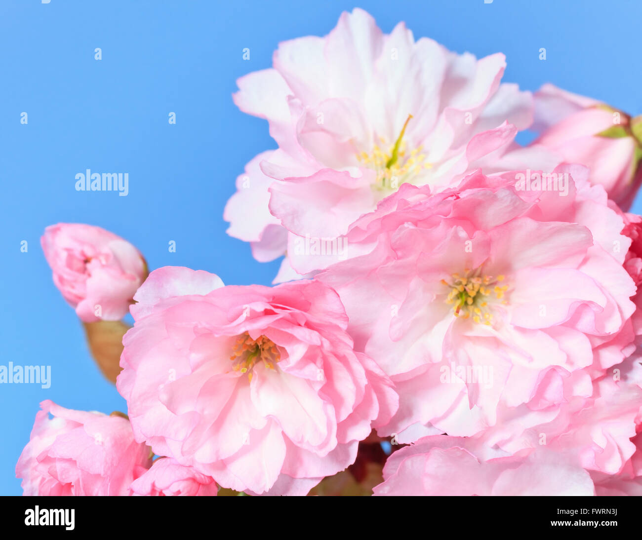 Close up de sakura en fleurs Banque D'Images