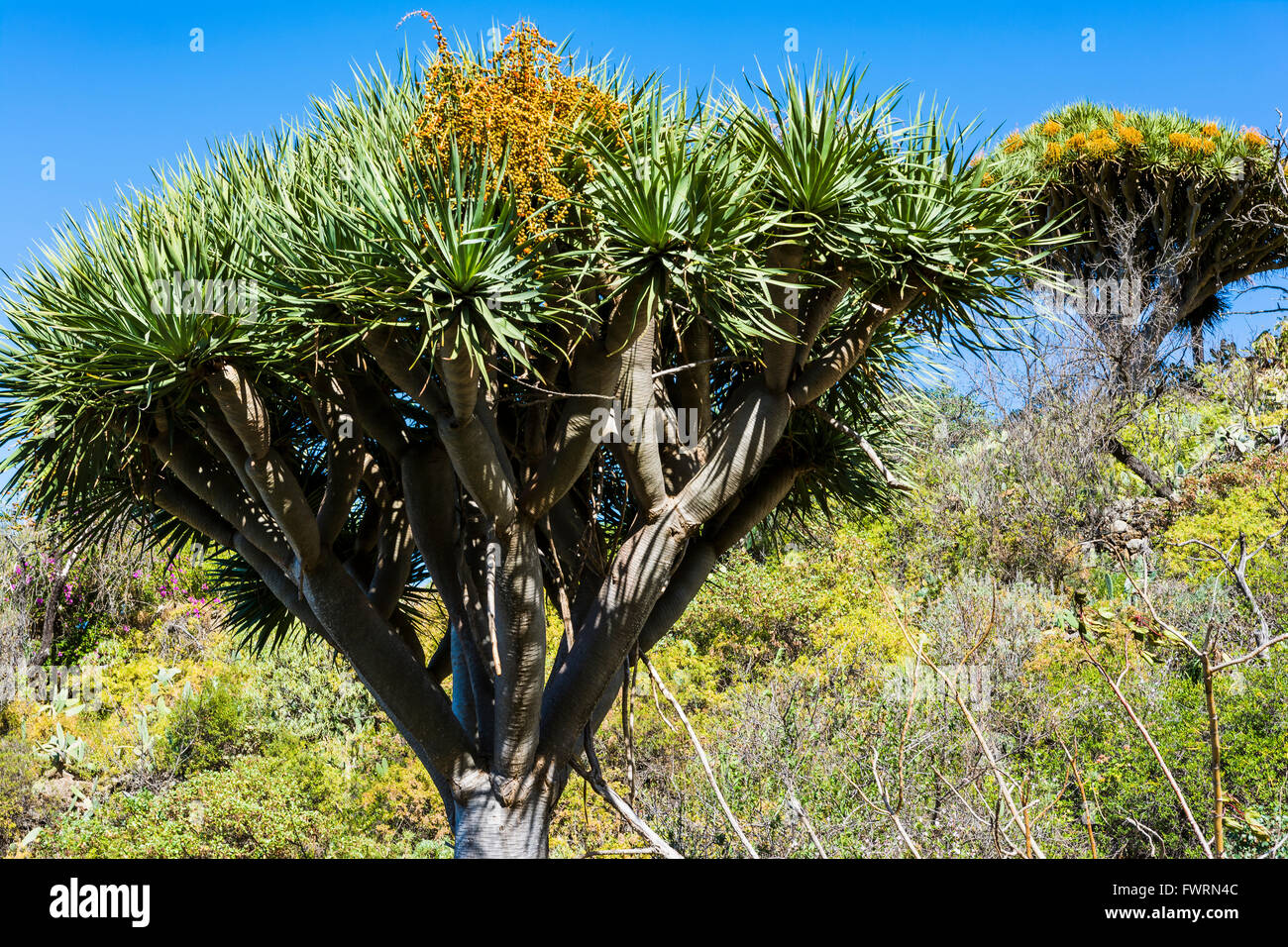 Dracaena draco, l'arbre dragon Canaries ou drago, est un arbre subtropical-comme plante dans le genre Calathea Banque D'Images