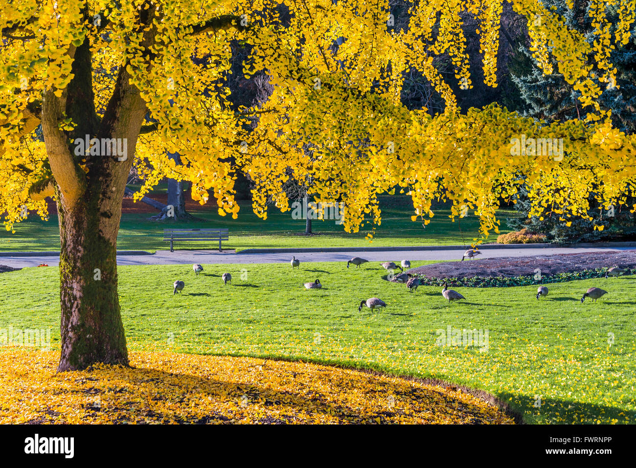 Arbre de ginkgo et la bernache du Canada, le parc Stanley, Vancouver, British Columbia, Canada Banque D'Images