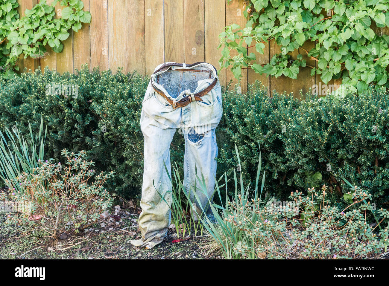 Paire de jeans comme jardin dans l'art. Banque D'Images