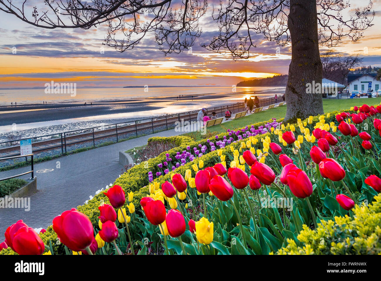 Bulbes de printemps coloré le long du littoral, de la baie Semiahmoo, White Rock, British Columbia, Canada Banque D'Images