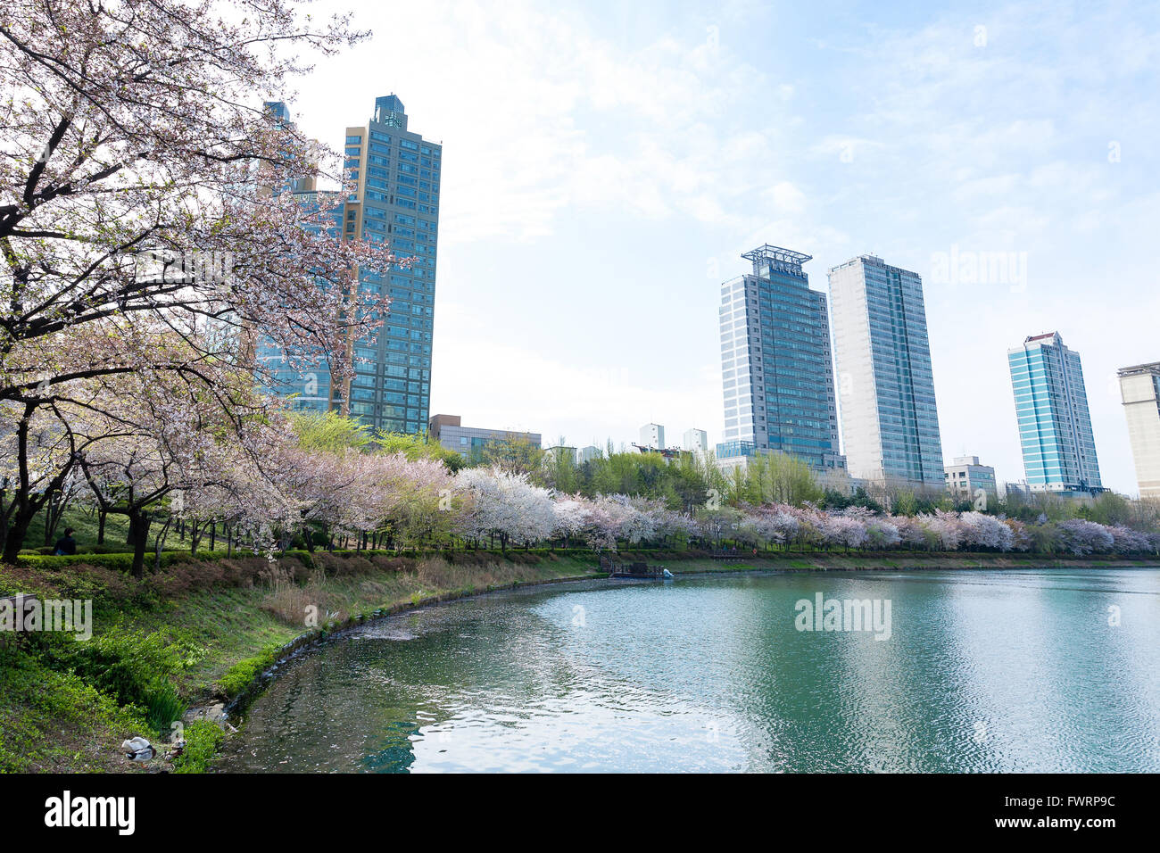Fleur de cerisier au lac Seokchon, Séoul, Corée Banque D'Images