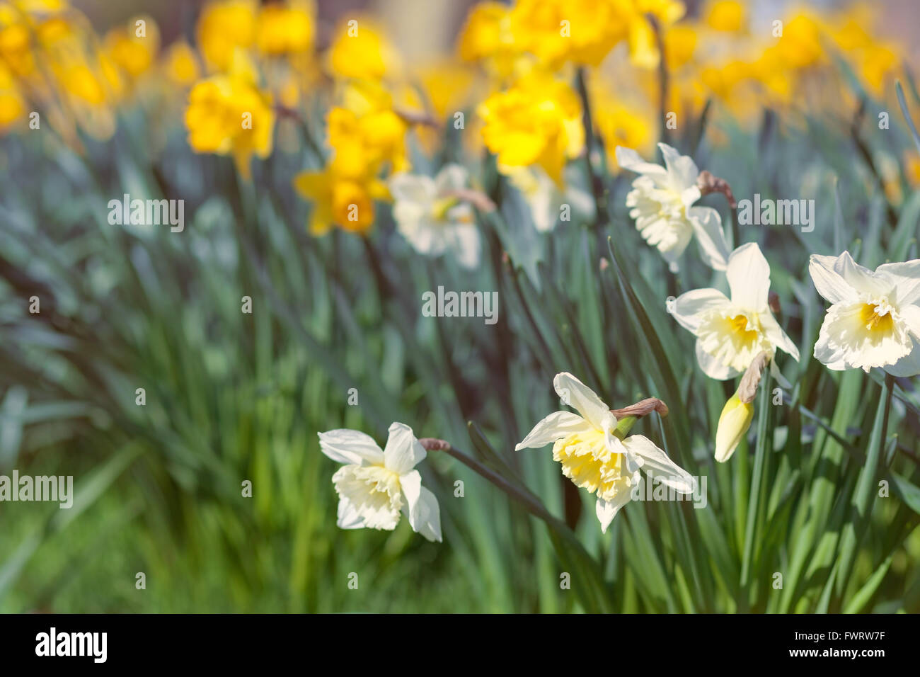 Blanc et jaune jonquille fleurs sauvages, prairie de printemps Banque D'Images