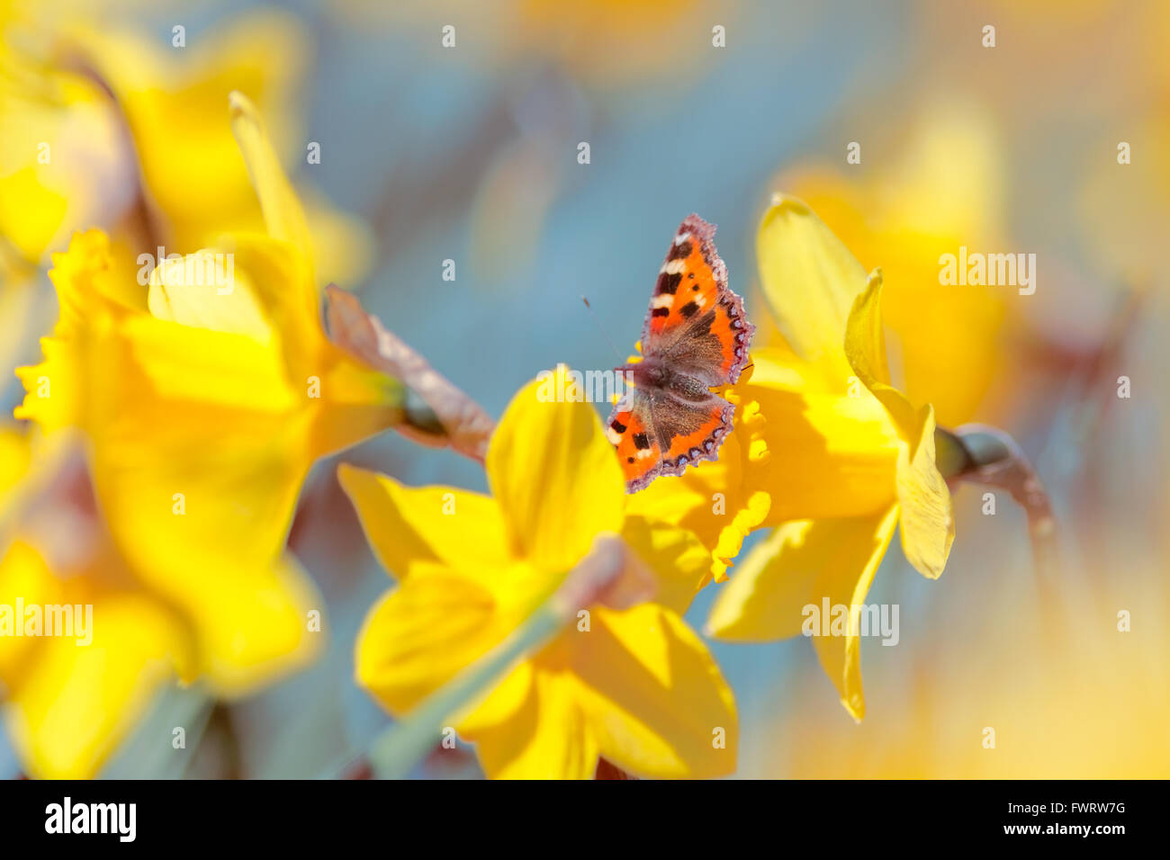 Papillon rouge jaune pollinisation fleurs de narcisses sauvages sur Prairie de printemps, l'utilisation créative de faible profondeur de champ Banque D'Images