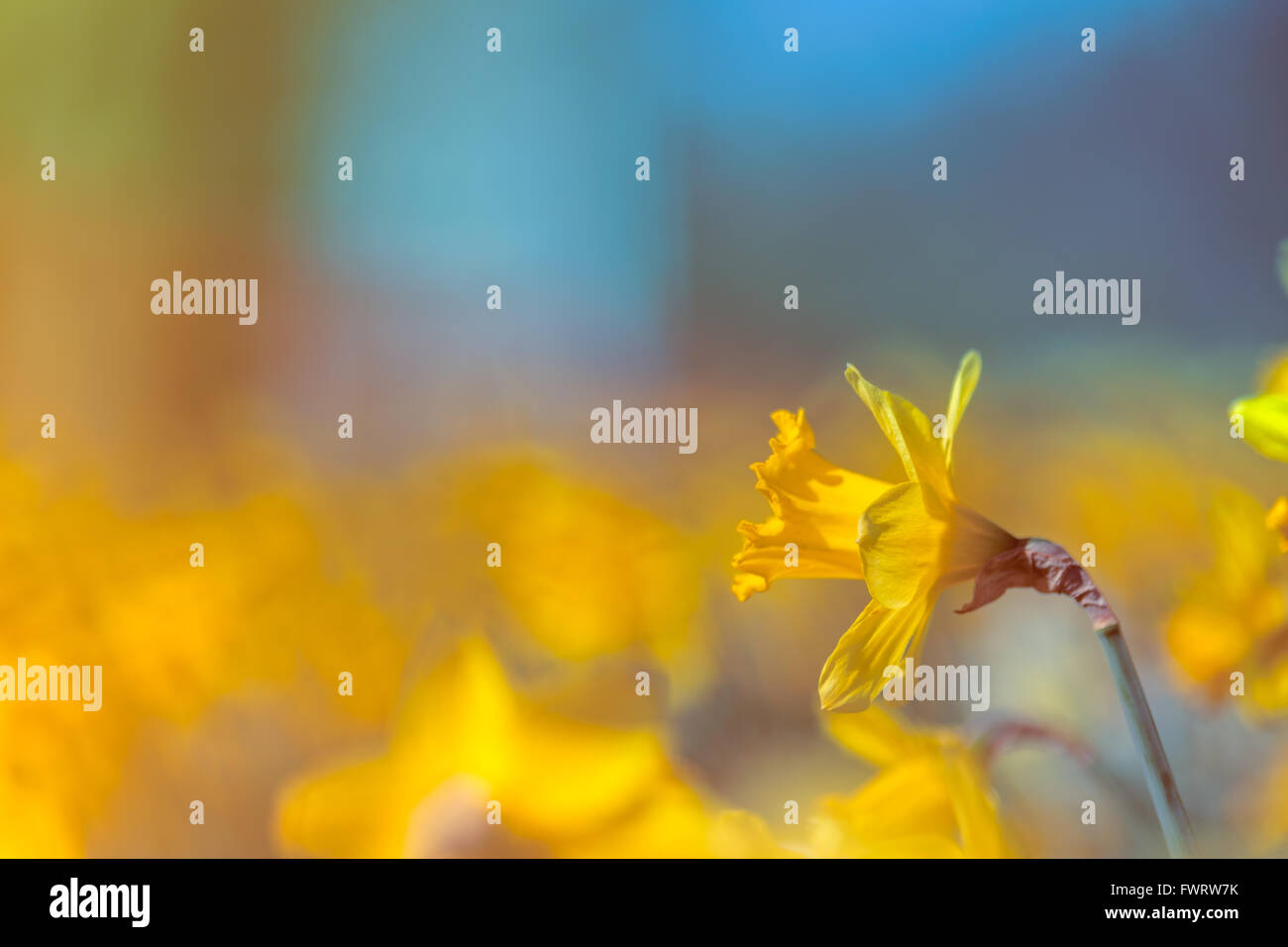 Jaune jonquille fleur sur fond abstrait floue colorée, l'utilisation créative de la profondeur de champ Banque D'Images