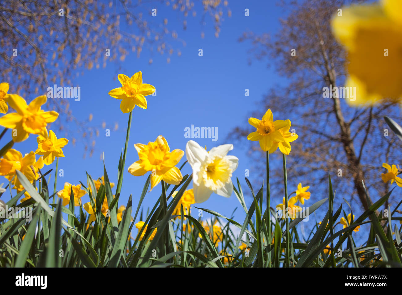 Printemps sauvage prairie avec Narcisse fleurs sur fond de ciel bleu et l'arrière-plan flou des branches d'arbre, Low Angle View Banque D'Images