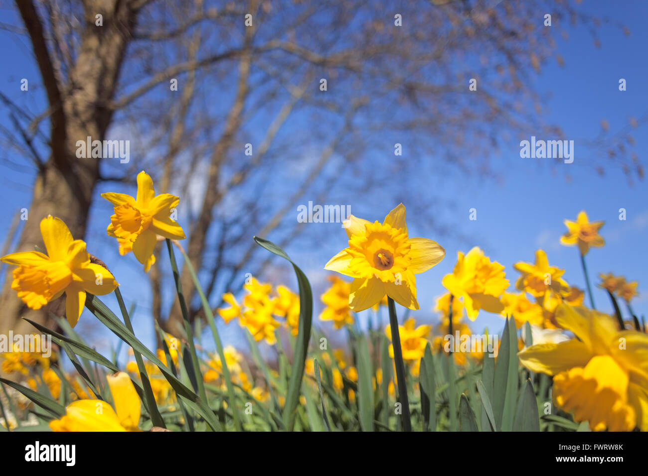 Printemps fleurs sauvages des prés sur fond flou, Low Angle View, faible profondeur de champ Banque D'Images
