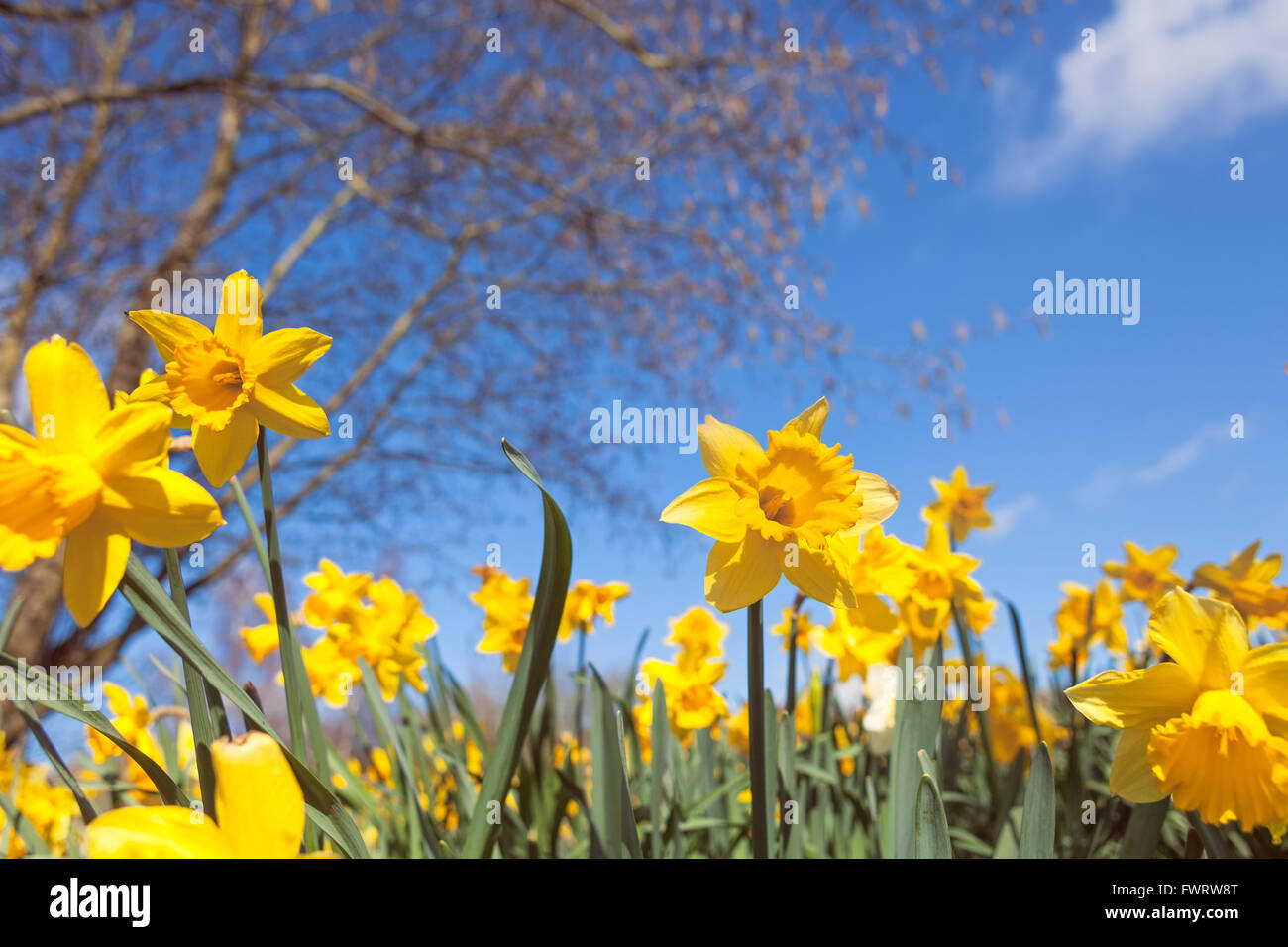 Printemps sauvage prairie avec des fleurs jaune jonquille floue sur bleu ciel et des branches d'arbre arrière-plan Banque D'Images