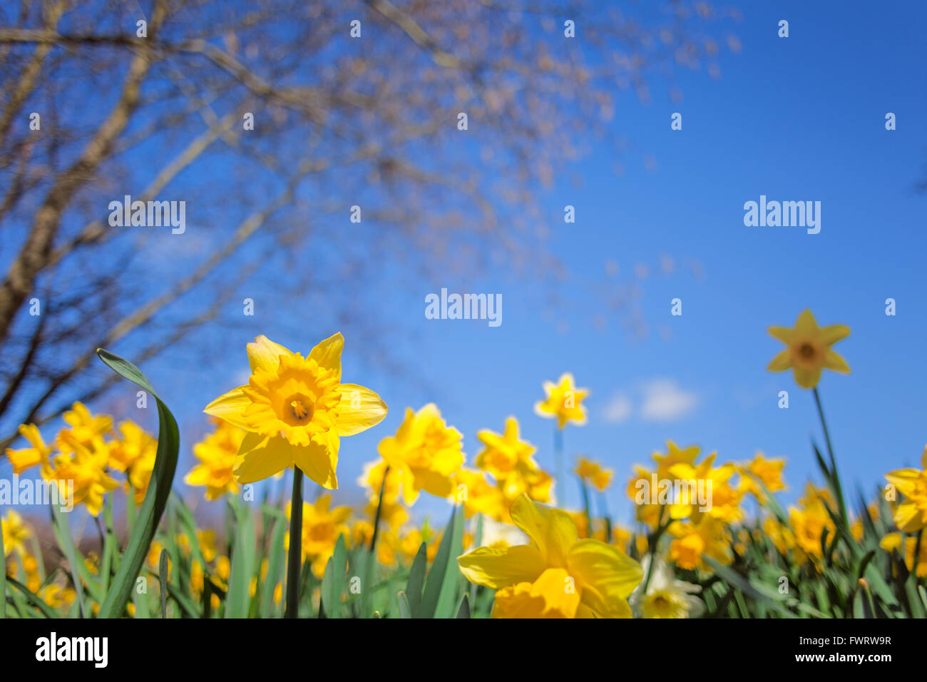 Narcisse jaune prairie de fleurs sur fond de ciel bleu, l'utilisation créative de la profondeur de champ Banque D'Images
