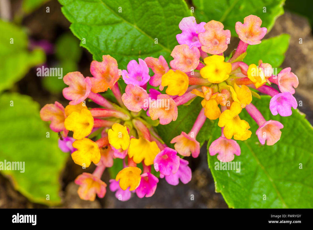 Fleurs Lantana Maui Banque D'Images