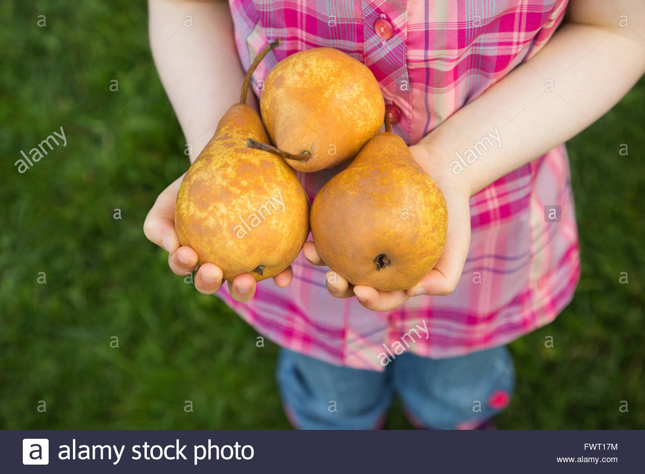 Girl holding fresh poires au creux des mains Banque D'Images