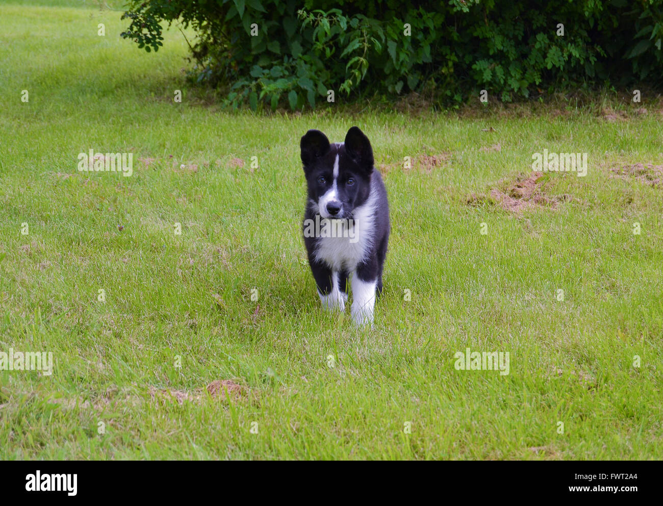L Ours De Carelie Chien Sur Une Pelouse Verte Photo Stock Alamy