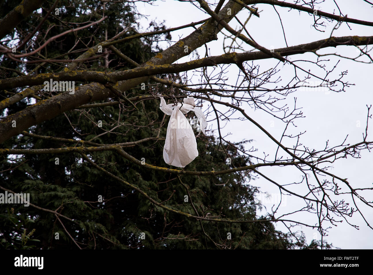 Un sac plastique pris dans les branches d'un arbre Photo Stock - Alamy