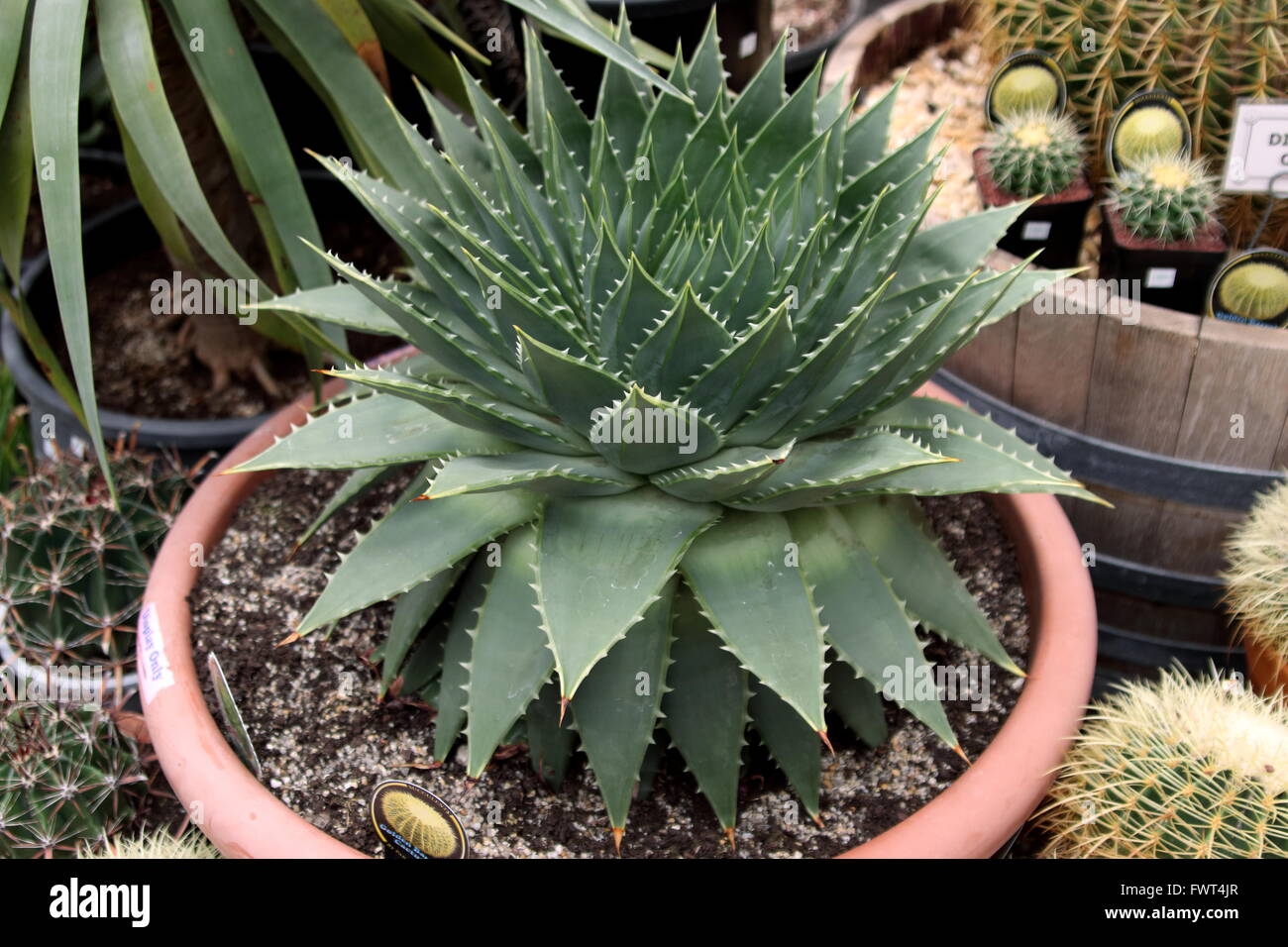 Aloe polyphylla ou également connu sous le nom d'Aloès en spirale Banque D'Images