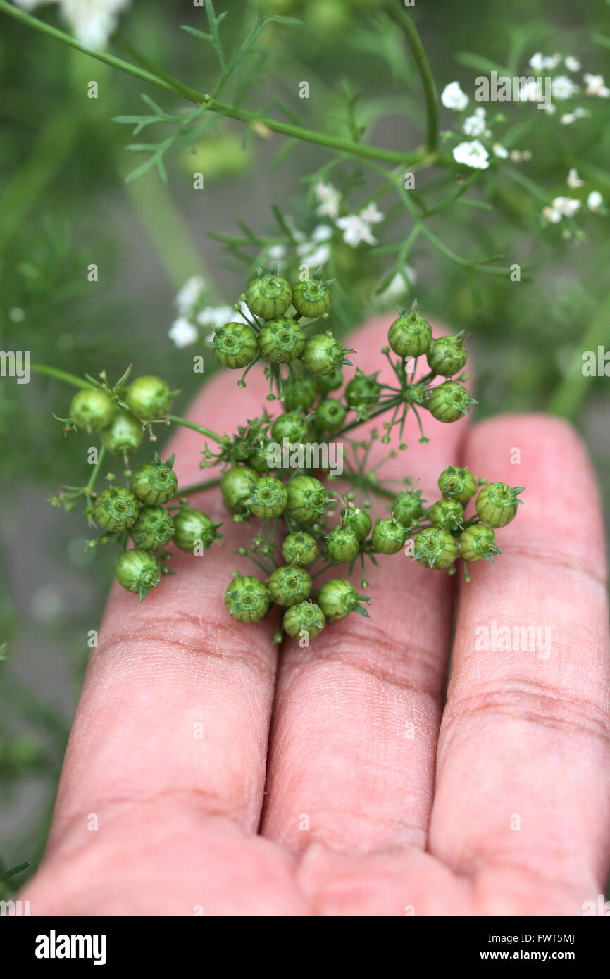 Holding Fresh green coriander seeds in hand Banque D'Images