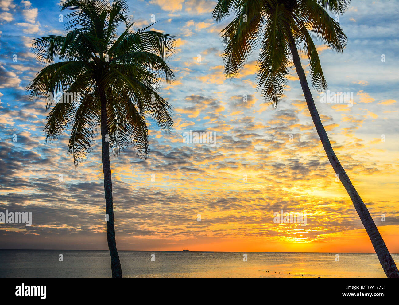 Palmiers sur la plage de sable blanc. La côte de la mer des Caraïbes, la République dominicaine, l'île de Saona landscape Banque D'Images