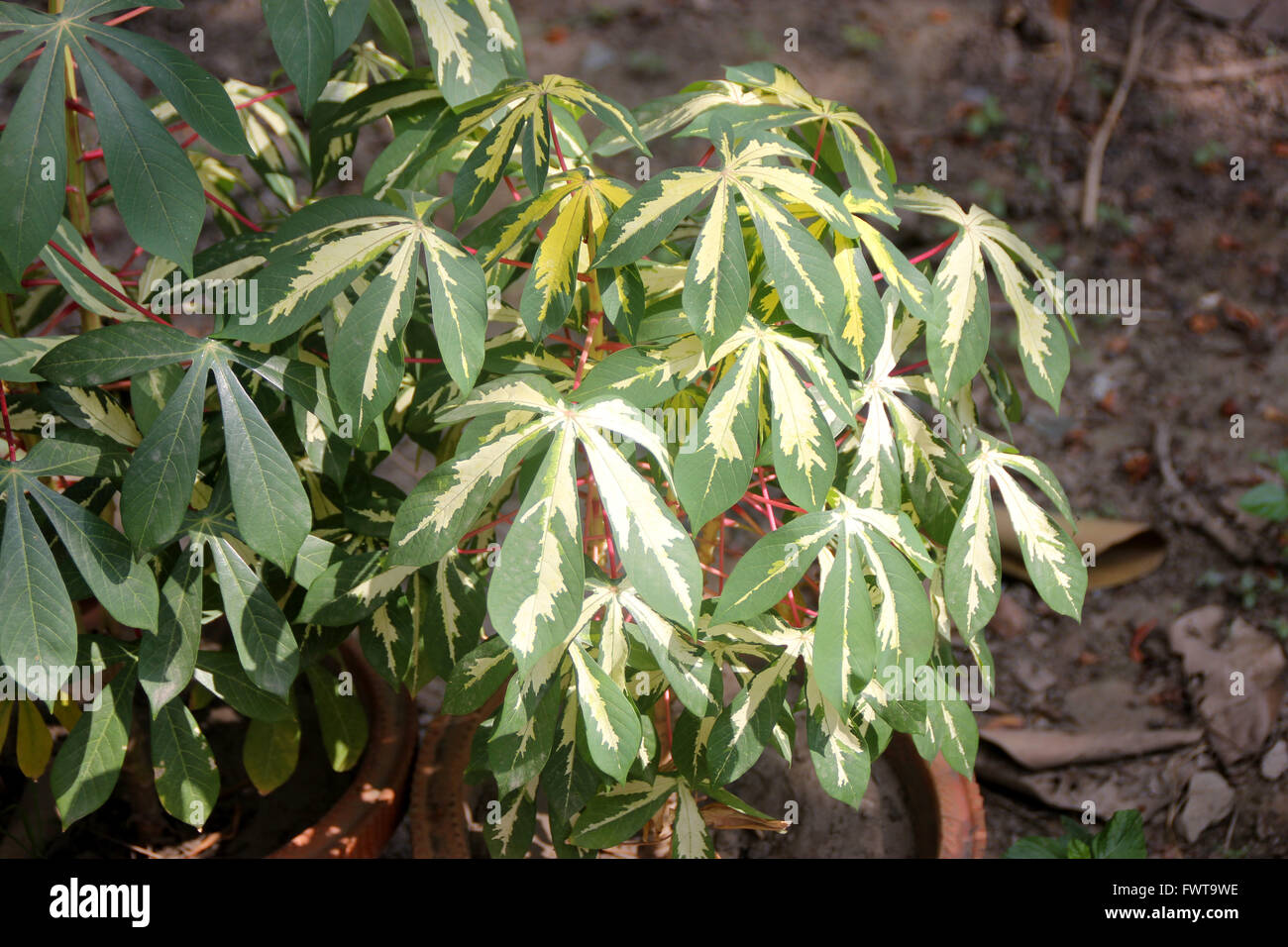 Manihot esculenta 'Variegata', tapioca, plante ornementale à feuilles panachées jaune composé palmately Banque D'Images