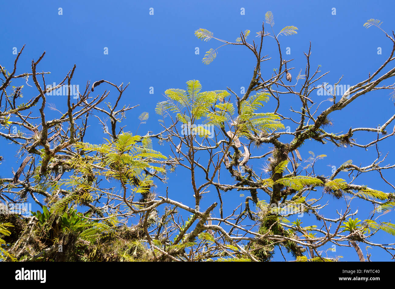 Branches et sky à Paraty au Brésil Banque D'Images