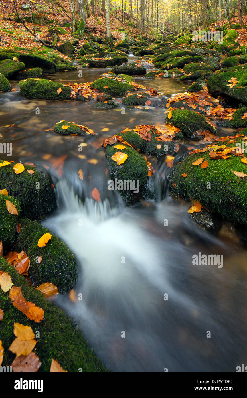 Dans Sagwasser flux forestiers d'automne, le Parc National de la forêt bavaroise, Bavière, Allemagne Banque D'Images