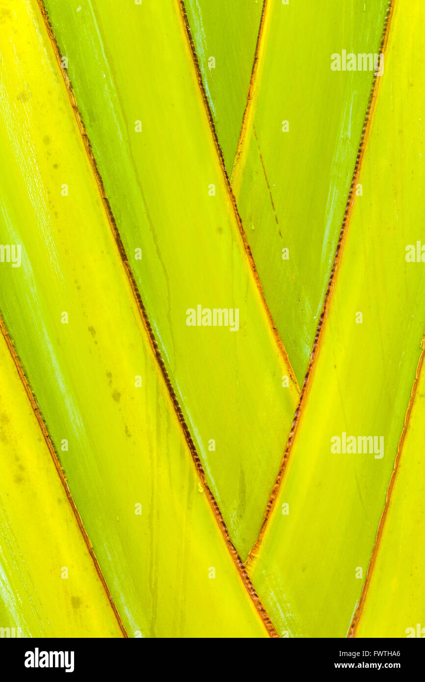 Feuilles de palmier du voyageur green Hawaii Maui Banque D'Images
