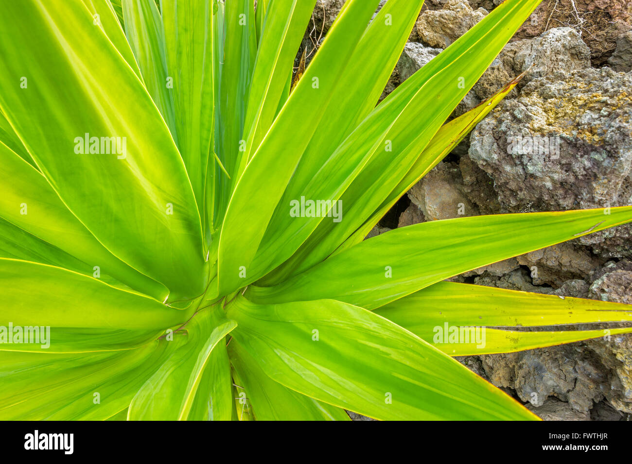 La clôture en pierres et Agave dans les pâturages de l'arrière, Maui Banque D'Images