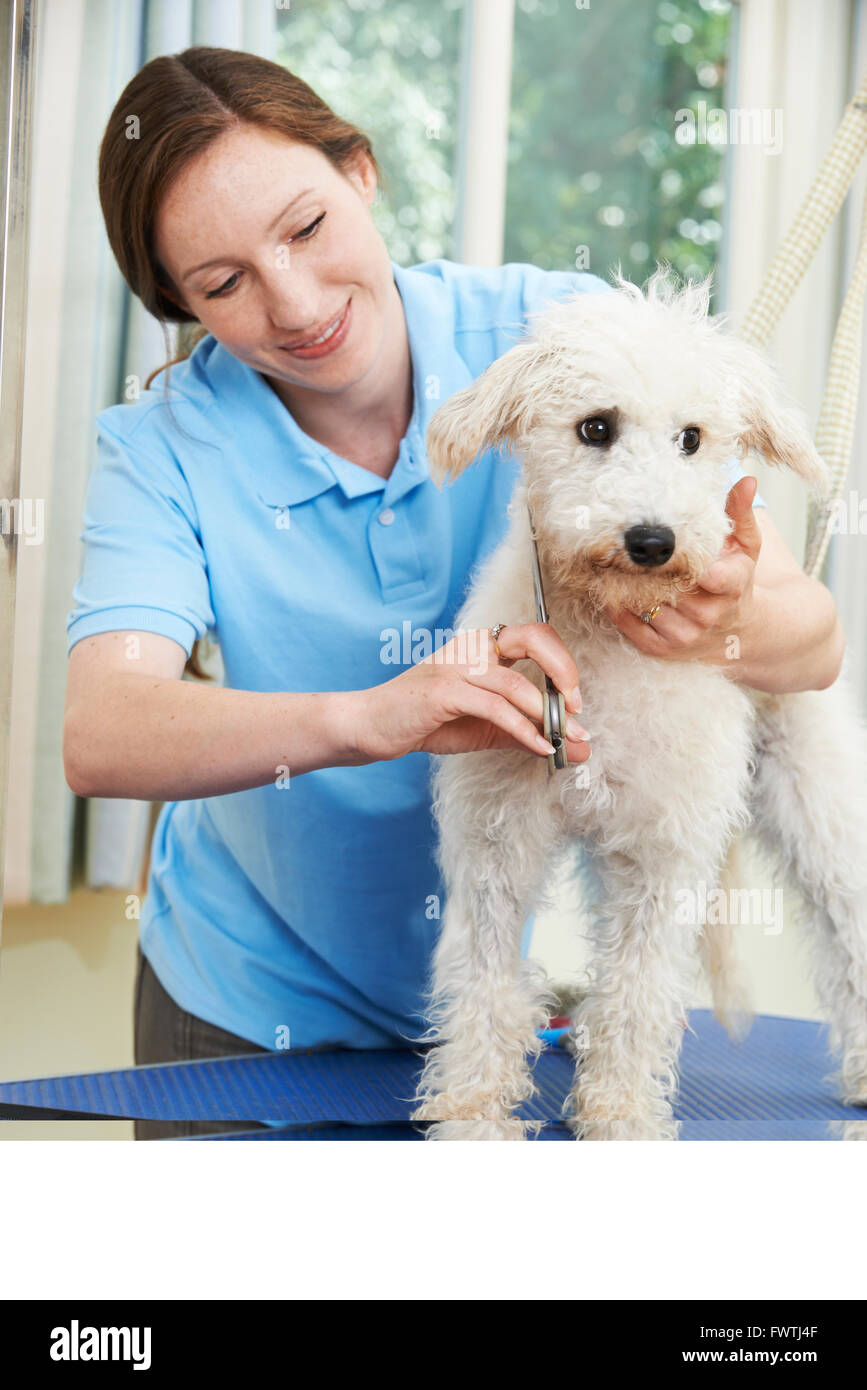 Le Chien Étant professionnellement damées à Salon Banque D'Images