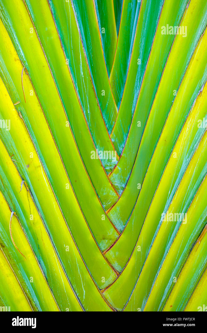 Travellers palm tree foliage Hawaiii Banque D'Images