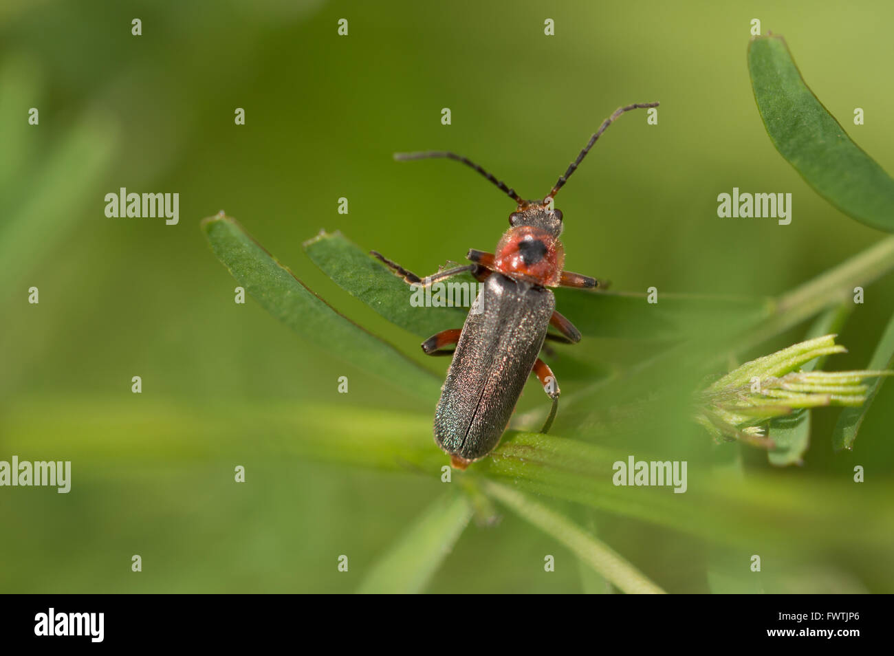 Un soldat Beetle (Cantharis rustica) ramper le long des feuilles. Banque D'Images