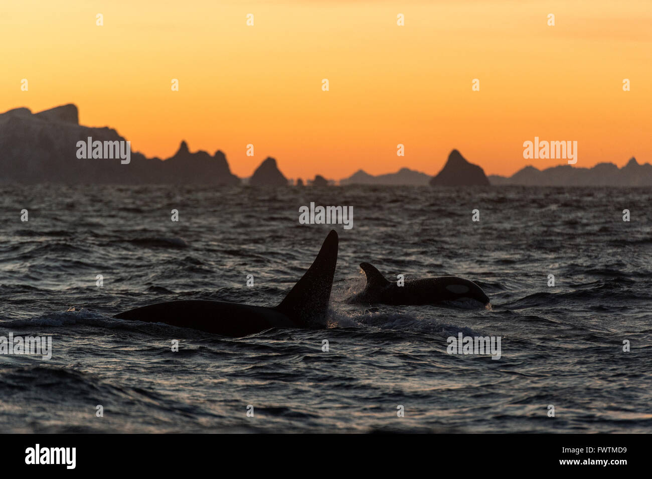 L'orque ou épaulard (Orcinus orca) au coucher du soleil et son veau adultes Andenes, Vesteralen, Norway, Scandinavia, Europe Banque D'Images