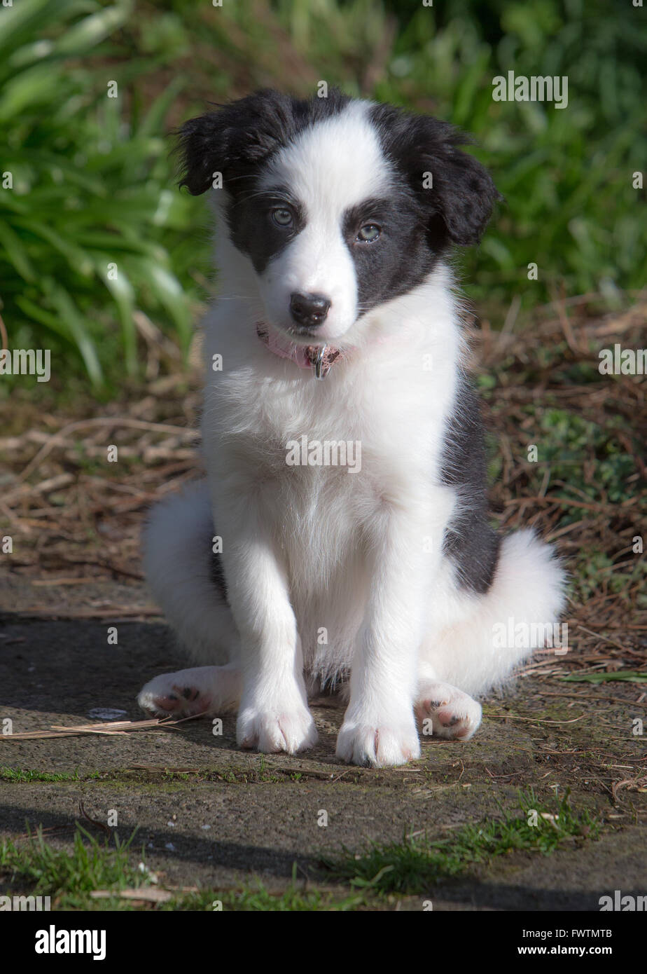 Border Collie Puppy playing Banque D'Images