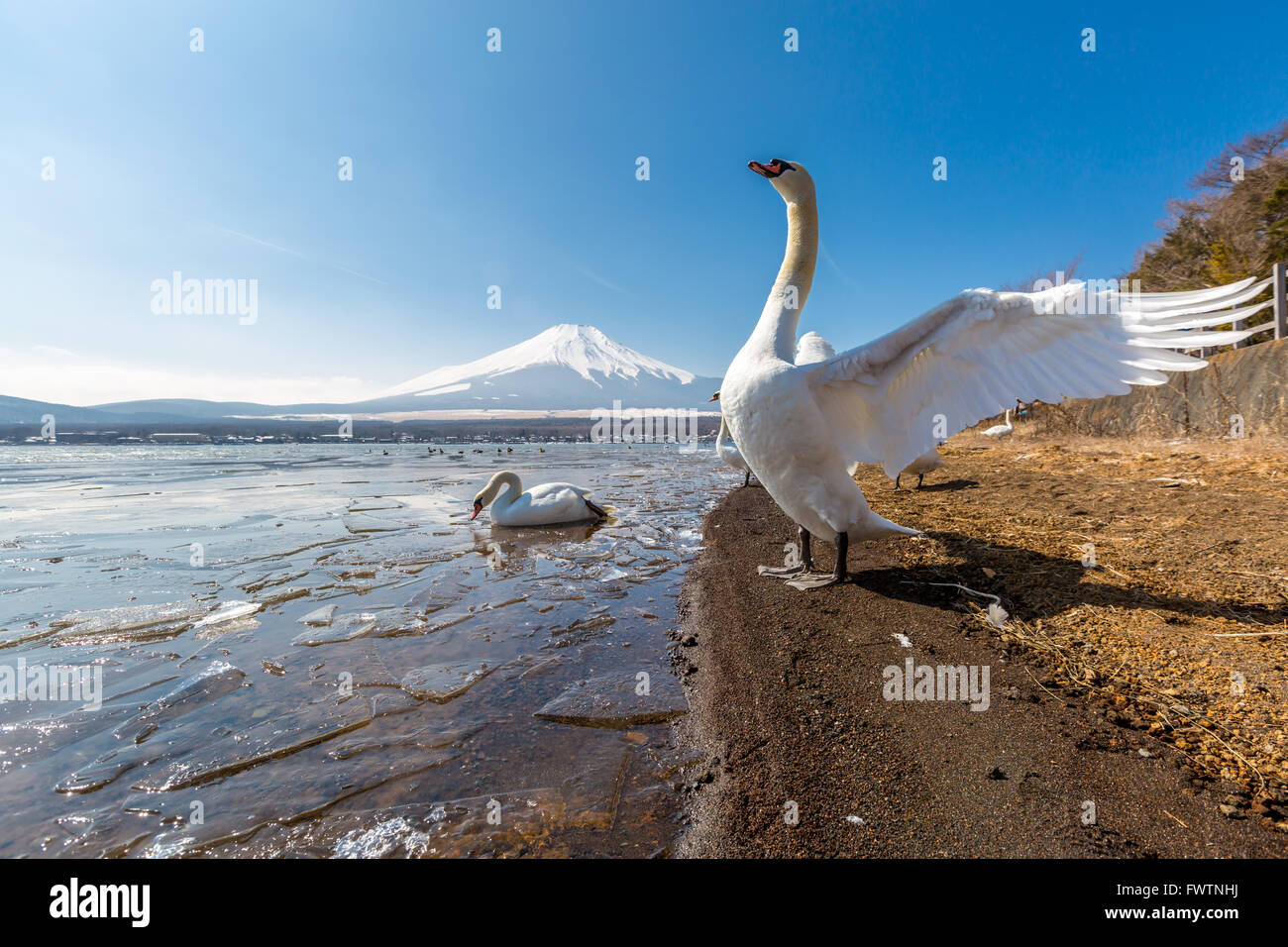 Fuji montagne fujisan de Yamanaka Lake et Goose en hiver Banque D'Images