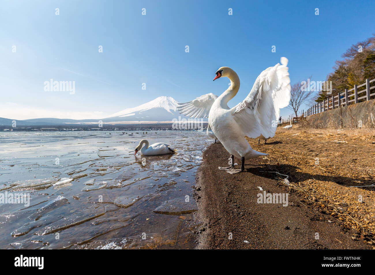 Fuji montagne fujisan de Yamanaka Lake et Goose en hiver Banque D'Images