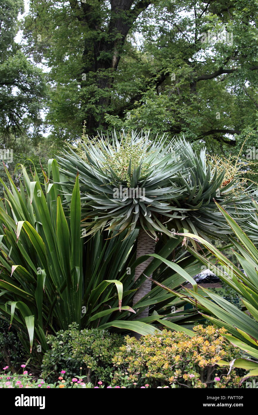 Groupe de plantes du désert comme l'Agave, Gymea Lily et indigènes à l'usine de jade Fitzroy Melbourne Australie Victoria Garden Banque D'Images