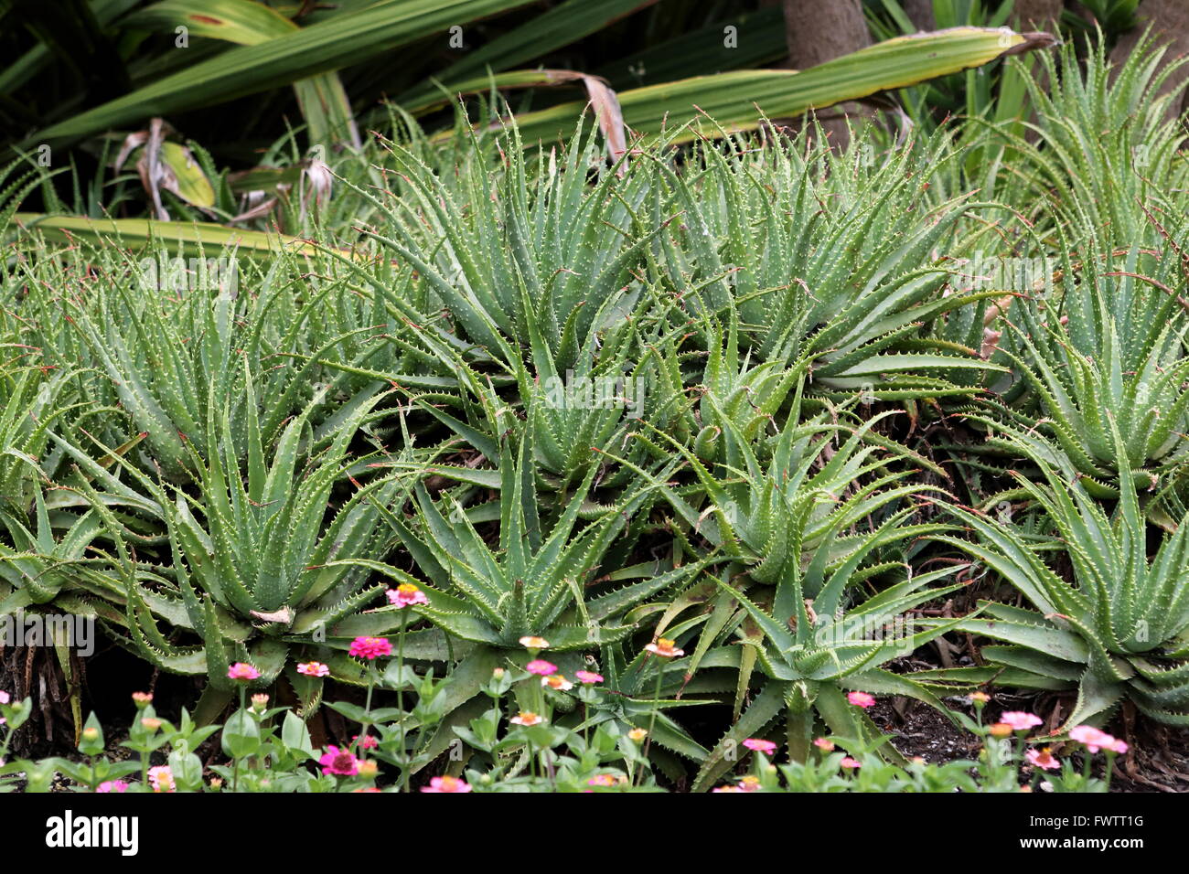 Aloe plantes poussant dans le sol Banque D'Images