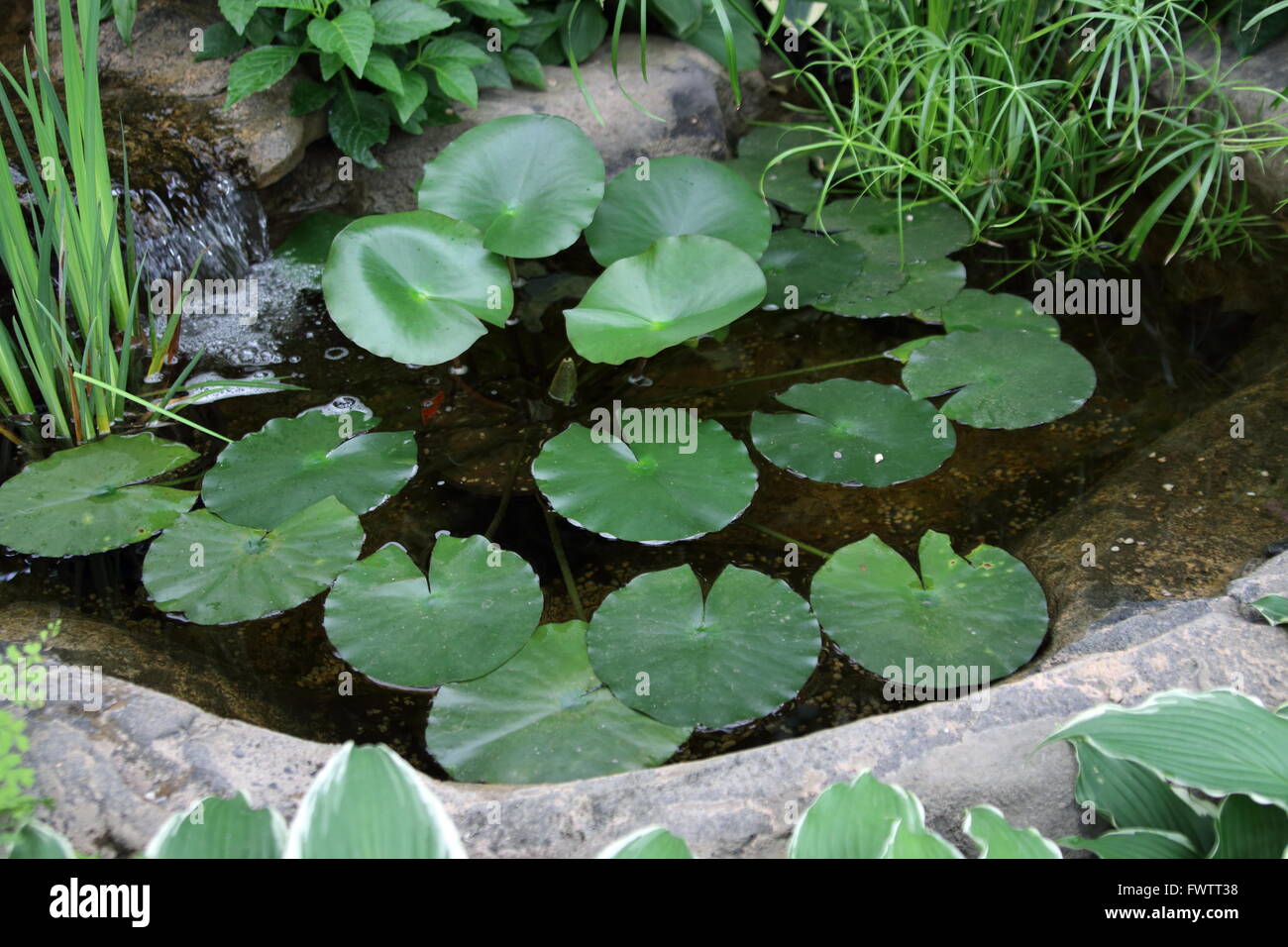 L'homme a fait l'étang avec des plantes comme Cœur flottant ou connu comme Nymphoides peltata et Papyrus Graminées décoratives King Tut Banque D'Images L'homme a fait l'étang avec des plantes comme Cœur flottant ou connu comme Nymphoides peltata et Papyrus Graminées décoratives King Tut Banque D'Images