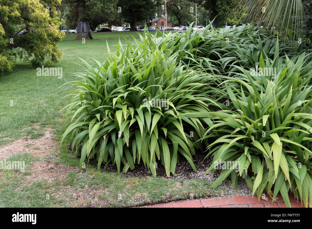 L'herbe ou plante Palm Setaria palmifolia ou connu comme Plantes de bassin Koi Evergreen Banque D'Images