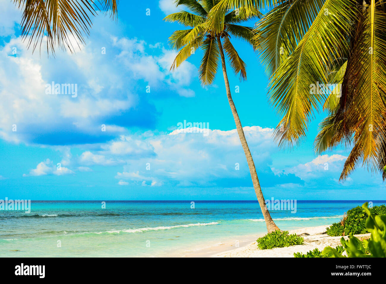 Palmiers sur la plage de sable blanc. La côte de la mer des Caraïbes, la République dominicaine, l'île de Saona landscape Banque D'Images