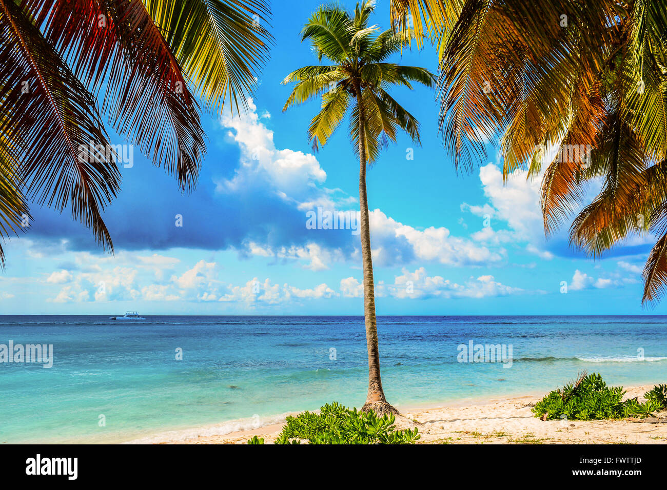 Palmiers sur la plage de sable blanc. La côte de la mer des Caraïbes, la République dominicaine, l'île de Saona landscape Banque D'Images