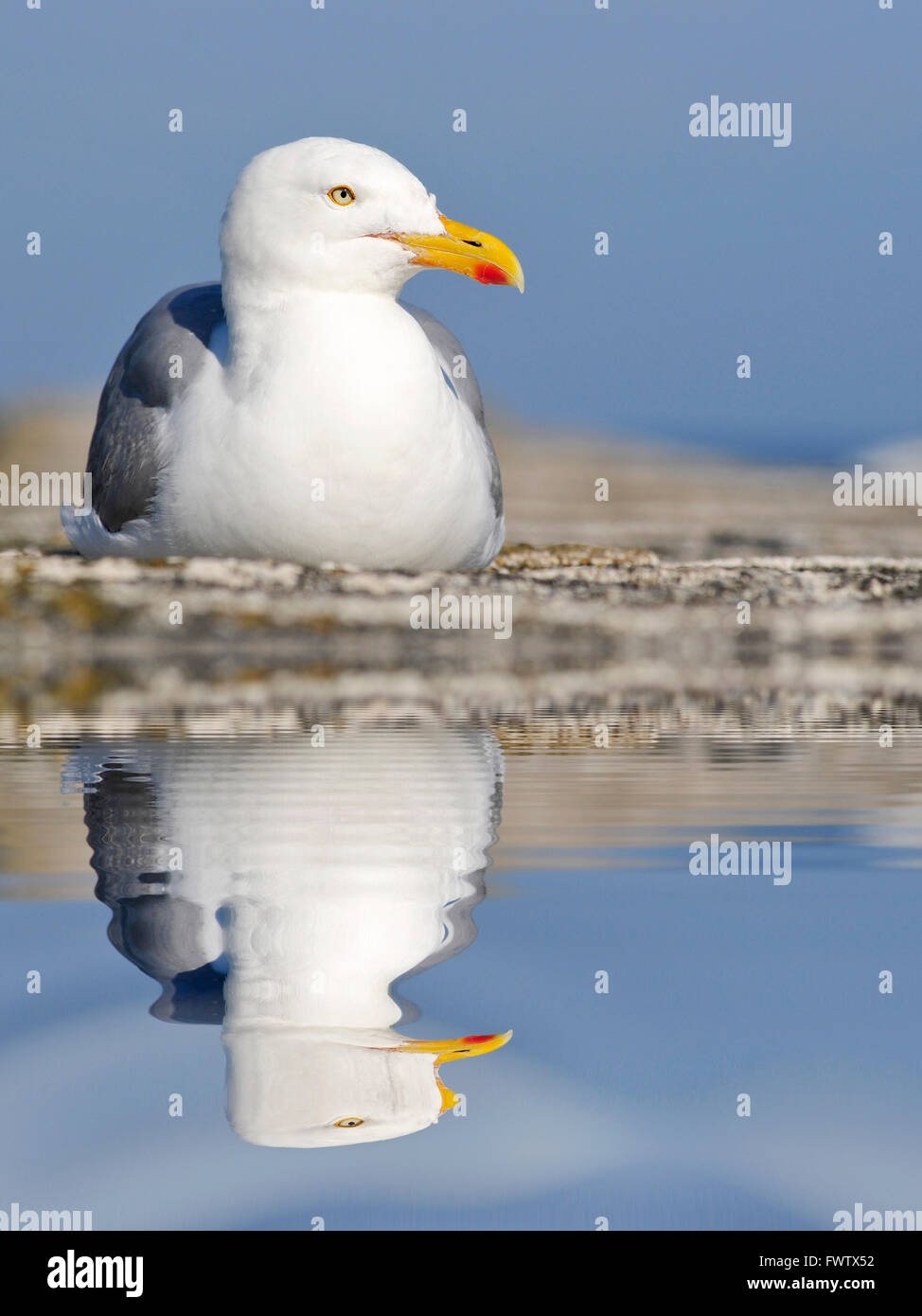 Goéland argenté avec grande réflexion sur l'eau Banque D'Images
