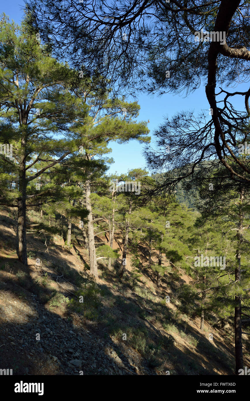 Forêt, Paphos, Chypre Stavros tis Psokas Pin de Calabre Banque D'Images