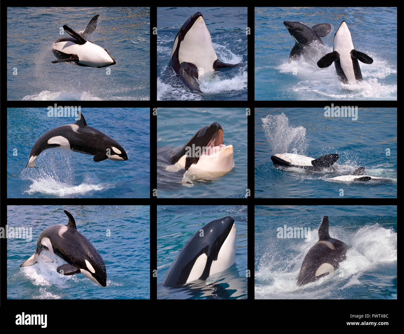 Neuf photos de la mosaïque des épaulards (Orcinus orca) Banque D'Images