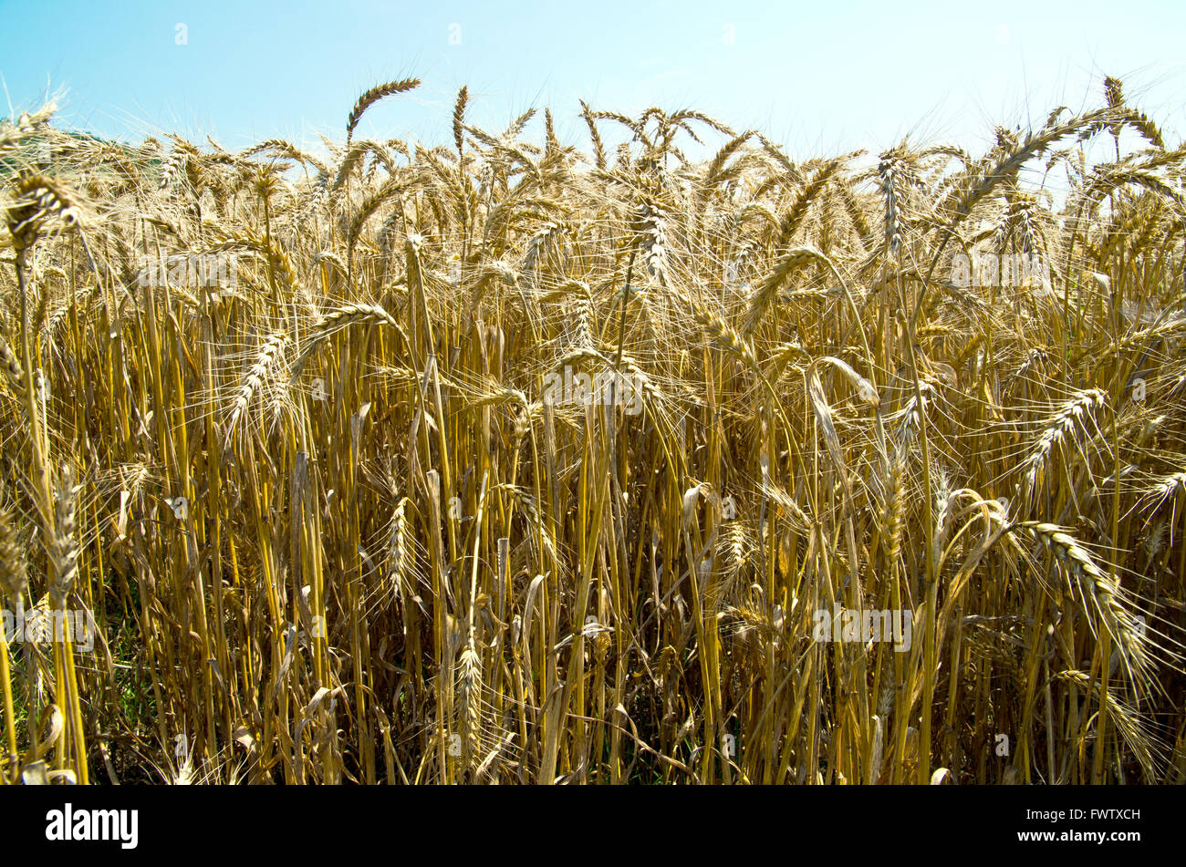Riche récolte de blé. Banque D'Images